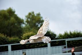 Owl Raptor Animal