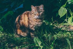 Cat Animal Cute