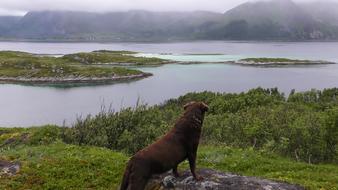 Norway Dog Lofoten