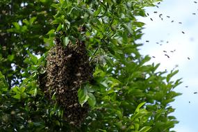 Insect Bees Wild