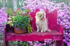 Dog Puppy Pomeranian