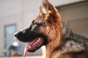 Dog German Shepherd Domestic