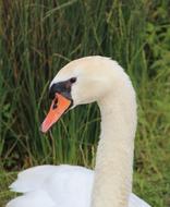 Swan Mute Bird