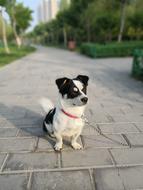 Dog Collar Bricks