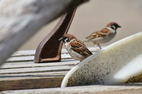 Animal Wood Bird Wild