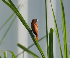 Bird Small Cute