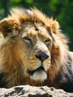 Lion Big Cat Animal