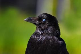 Crow Bird Animal