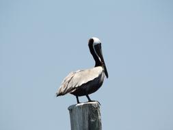 Seagull Ave