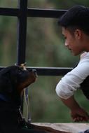 Rottweiler Dog Puppy
