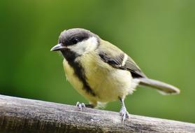 Tit Songbird Small Bird