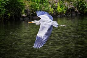 Bird Nature Animal