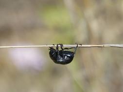 Beetle Branch Head Down Upside