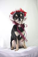 Dog Chihuahua Small Dogs Free
