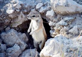 Squeeral Small Animal
