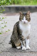Cat Domestic Animal World