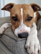 Dog Baby Cushion