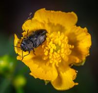 Buttercup Beetle macro nature