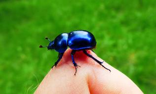 Animals Invertebrates Insect At