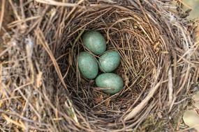 Jack Masonry Eggs