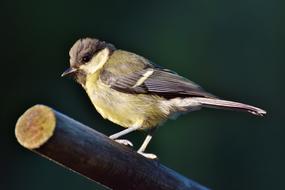 Tit Songbird Small Bird