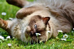 Cat Breed British Shorthair