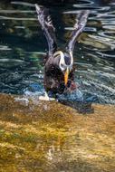 Puffin Bird Colorful