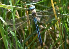 Dragonfly Blue Insect