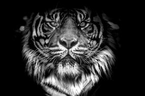 wild beautiful tiger