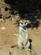 Meerkat Zoo Mammal