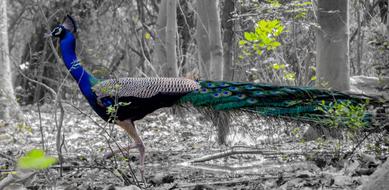 Peacock Bird Wild