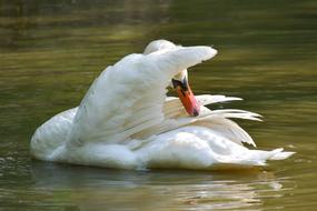 Swan White Toilet