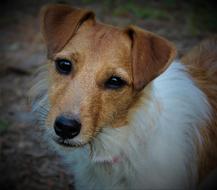 Dog Pet Puppy Jack