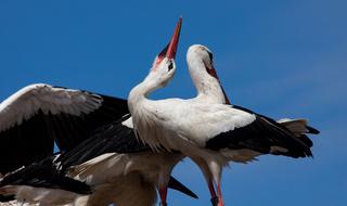 Stork Storks Bird
