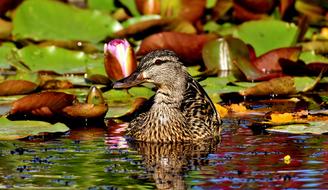 Mallard Pond Water Lilies