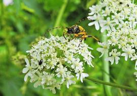 Beetle Longhorn Insect