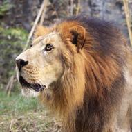 Lion Mammal Animal