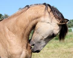 cute pony is beautiful