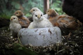 Chicks Chicken Chickens