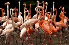 Flamingo Bird Colorful