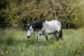 gray walking horse in a meadow