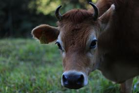 grazing brown cow