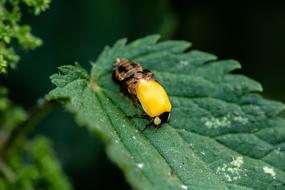 Ladybug Birth Hatching