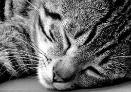Cat Sleep Calm