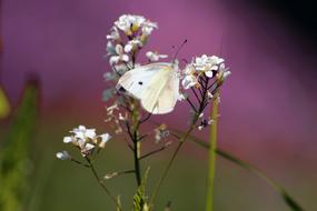 Butterfly Insect White Flowers