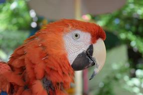 Parrot Rust Orange