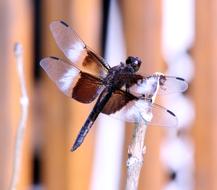 Bug Dragon Fly Insect