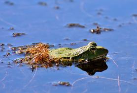 Frog Pond Animal Water
