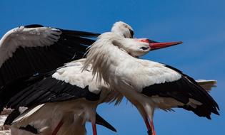 Stork Storks Animal Rattle
