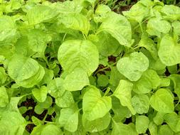 fresh green spinach